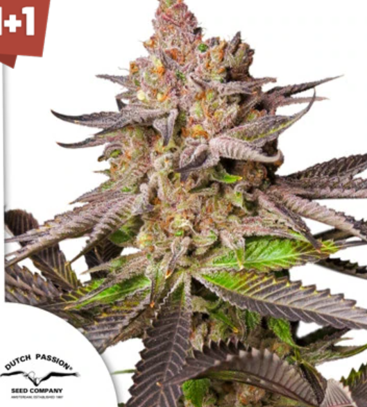 MELONADE RUNTZ x3 DUTCH PASSION-1