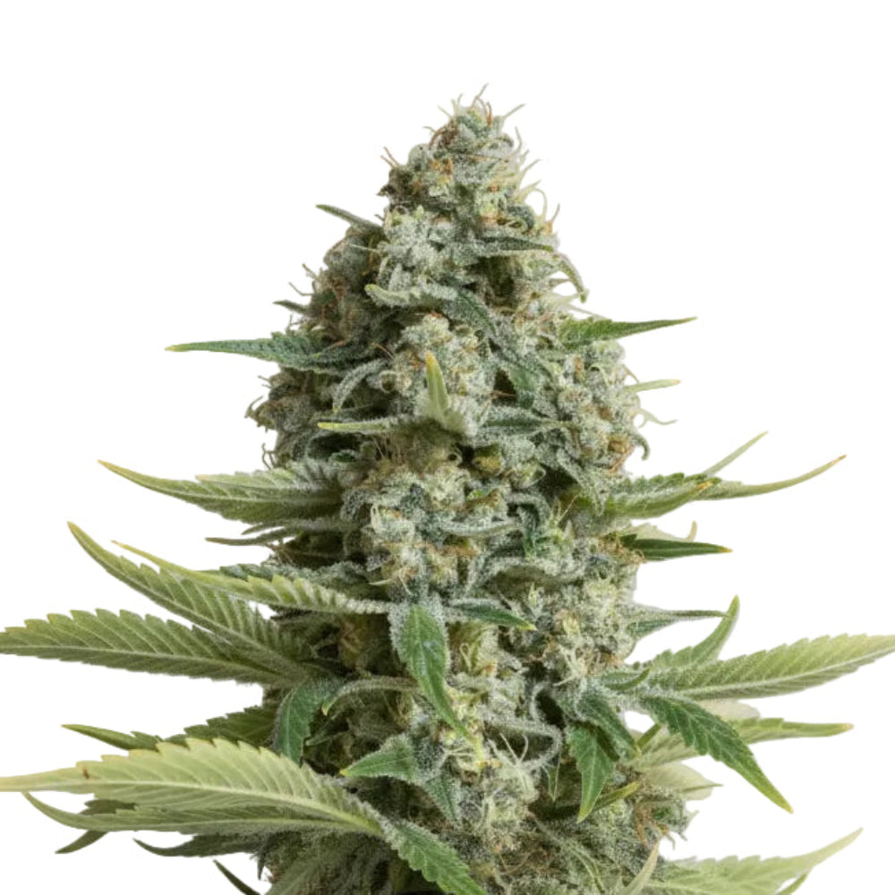 MOBY DICK FEM - GRANELSEEDS