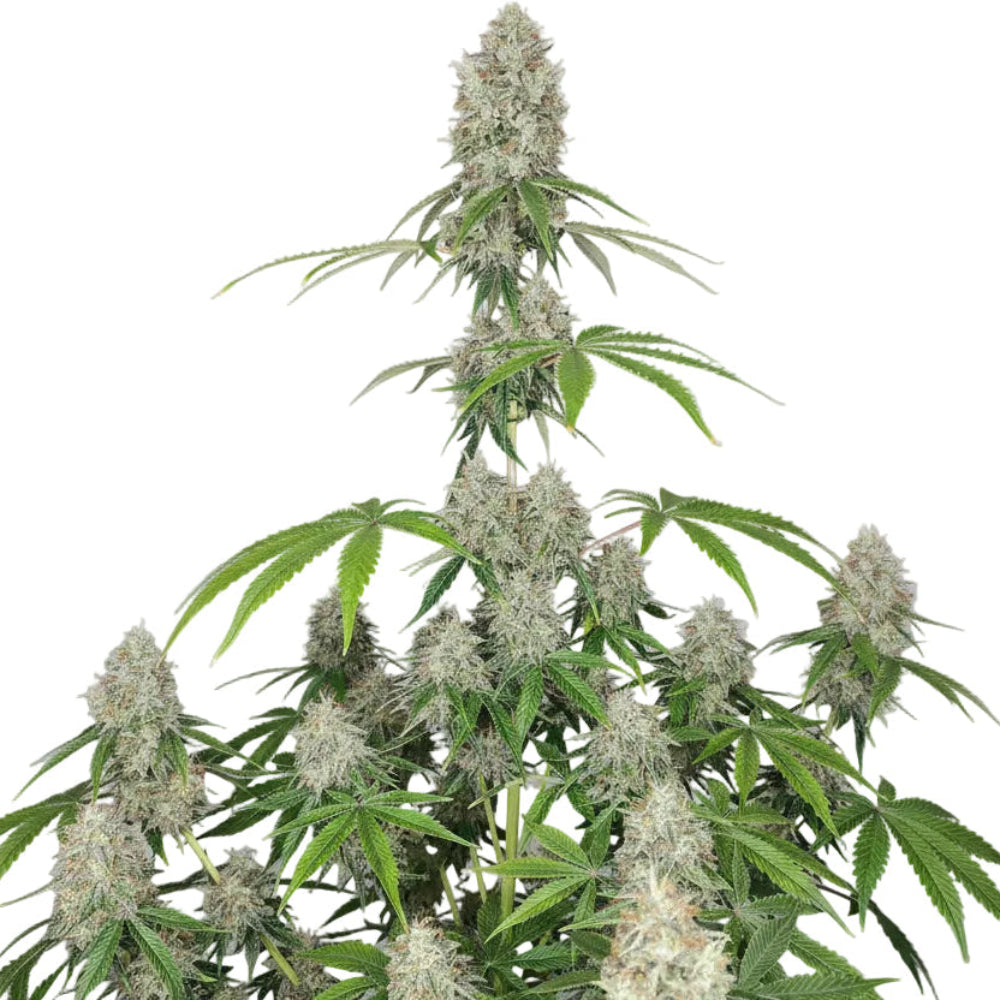 MAGNUM AUTO 3+1 - BUDDHA SEEDS-1