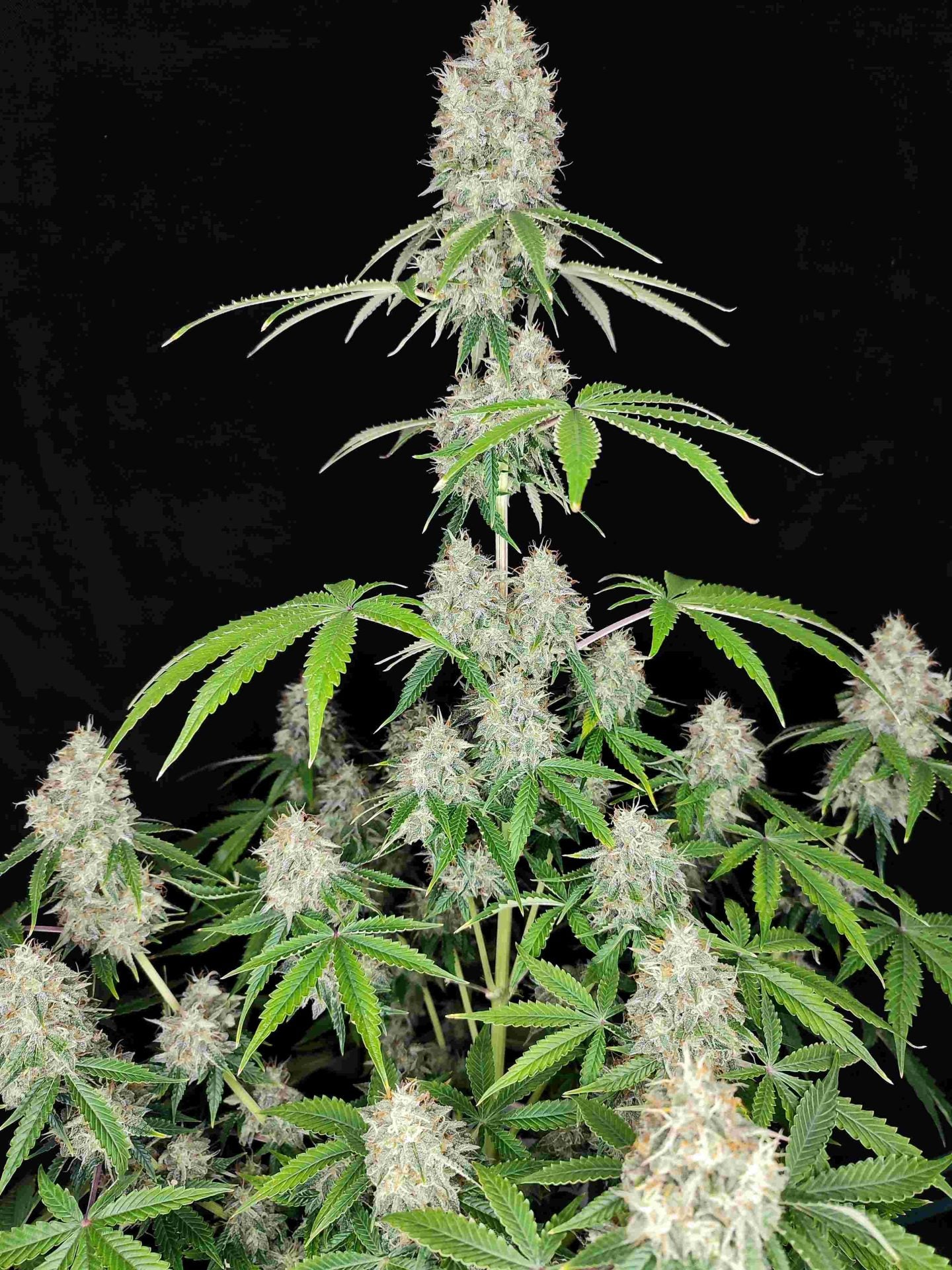 MAGNUM AUTO X50 BUDDHA SEEDS