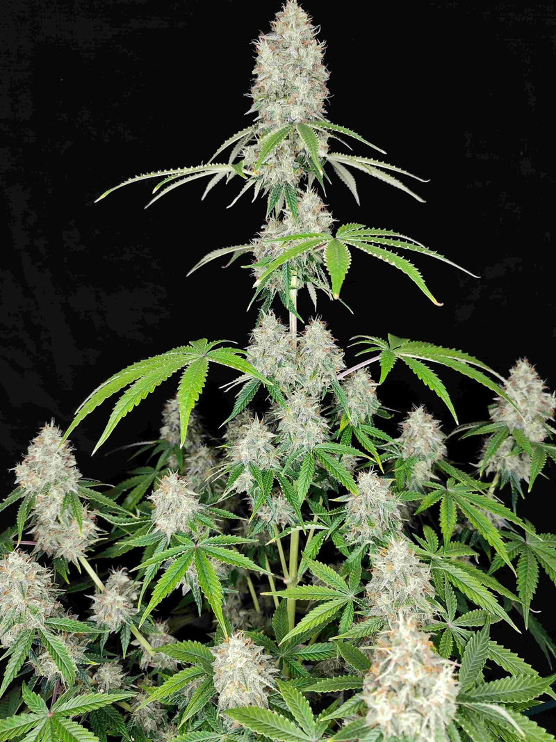 MAGNUM AUTO X50 BUDDHA SEEDS-2