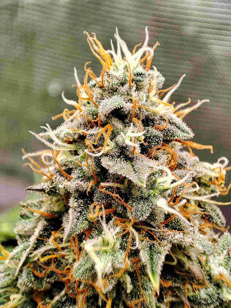 MAGNUM AUTO 3+1 - BUDDHA SEEDS-4