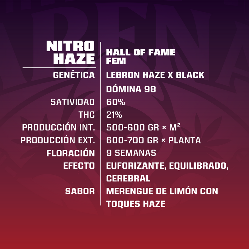 NITRO HAZE FEM X4 BSF SEEDS-2