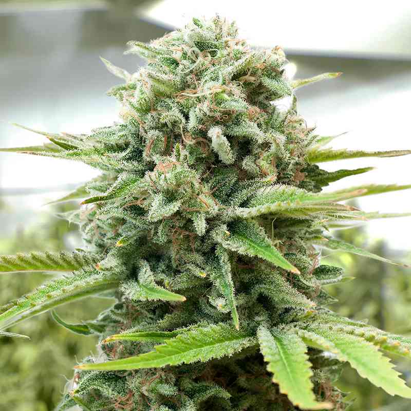 MOBY-D FEM X100 BSF SEEDS-2