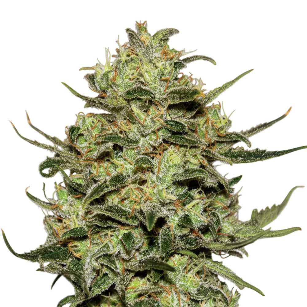 MOBY DICK FEM - GRANELSEEDS