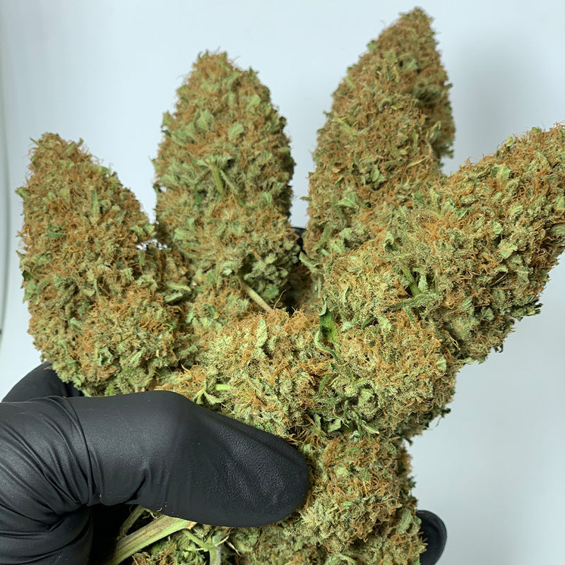 MORPHEUS FEM 3+1 - BUDDHA SEEDS-4