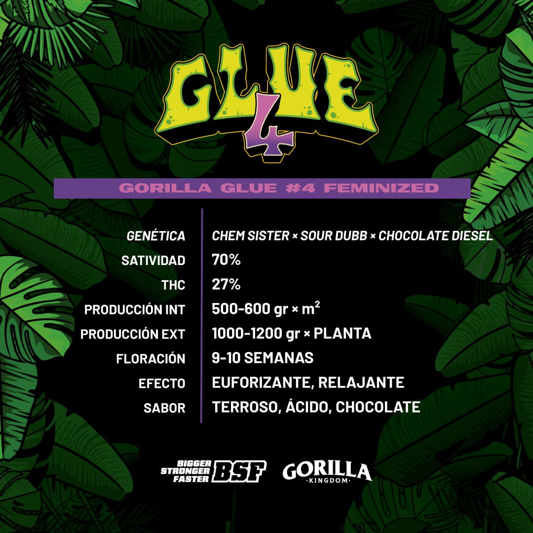 GORILLA GLUE #4 FEM X12 BSF SEEDS