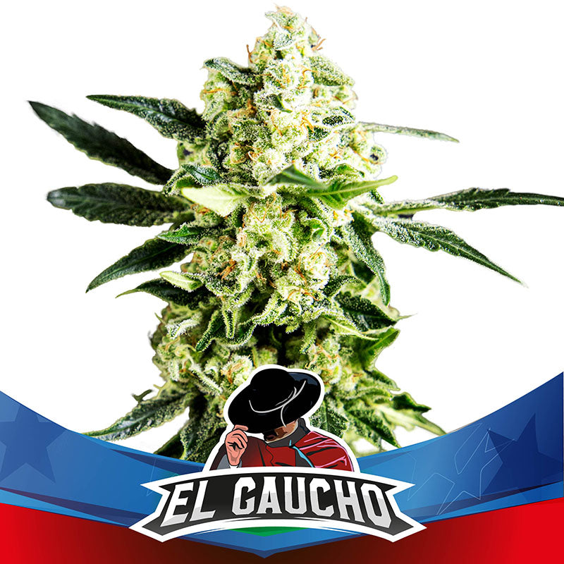 EL GAUCHO FASTER X2 BSF SEEDS-1