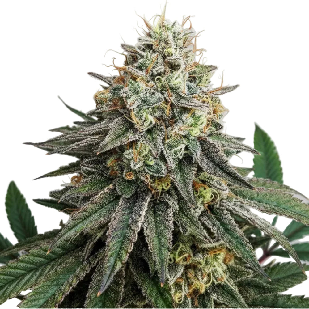 PAPAYA KUSH AUTO-1