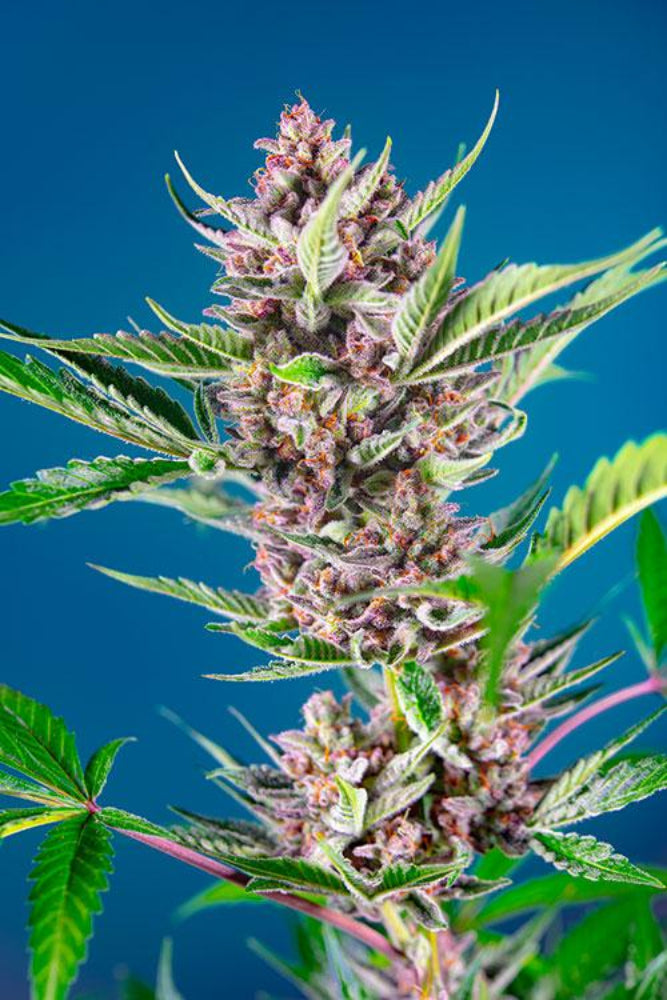 PURPLE PUNCH OG FEM X100 - SWEET SEEDS