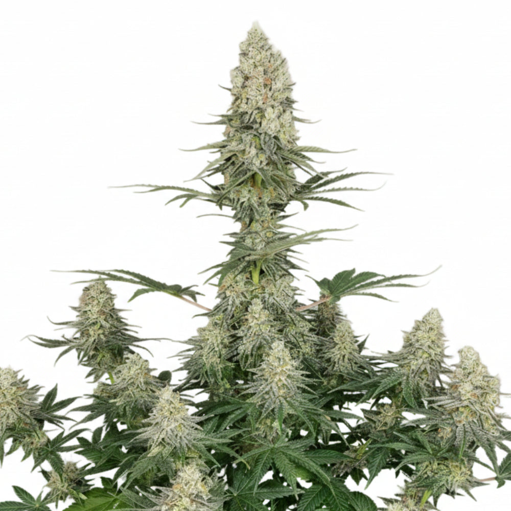 QUASAR FEM 3+1 - BUDDHA SEEDS