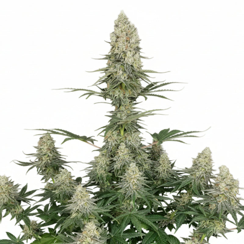 QUASAR FEM 3+1 - BUDDHA SEEDS-1
