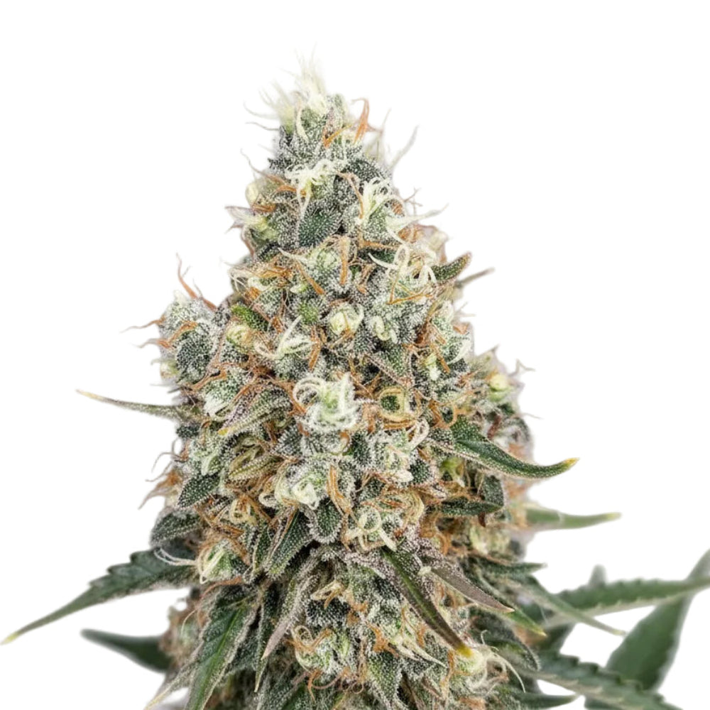 QUASAR FEM 3+1 - BUDDHA SEEDS