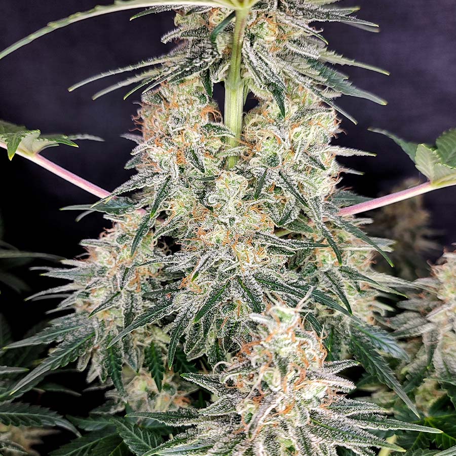 QUASAR FEM 3+1 - BUDDHA SEEDS-4