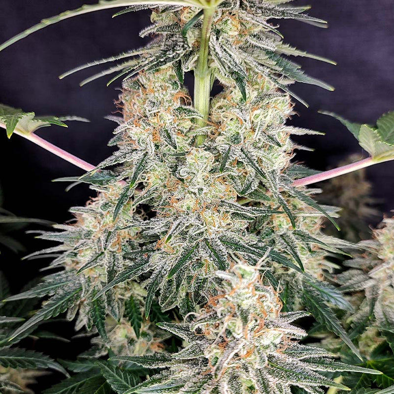 QUASAR FEM 3+1 - BUDDHA SEEDS-4