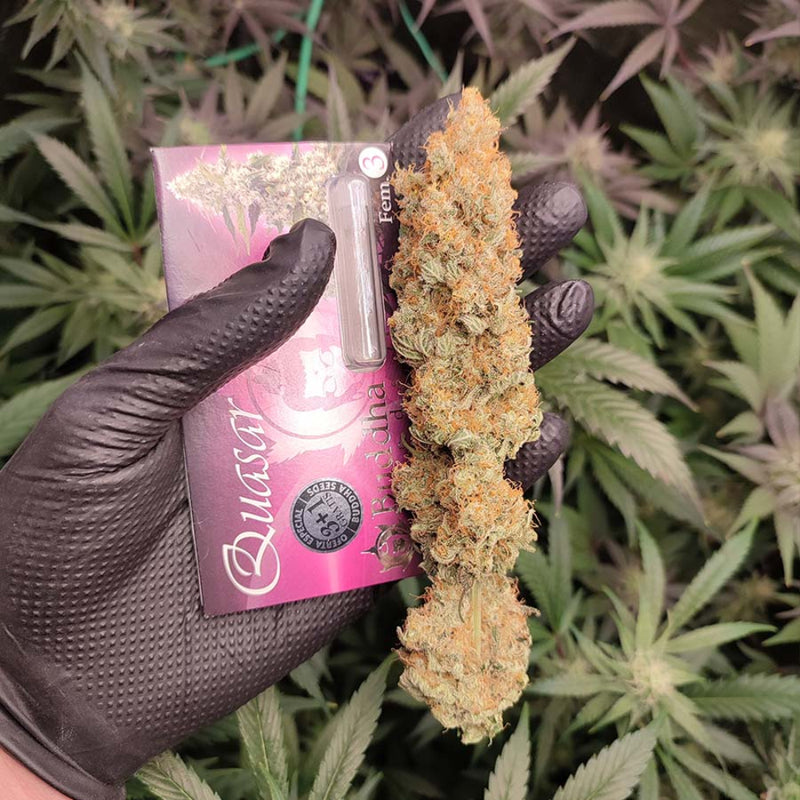 QUASAR FEM 3+1 - BUDDHA SEEDS-5