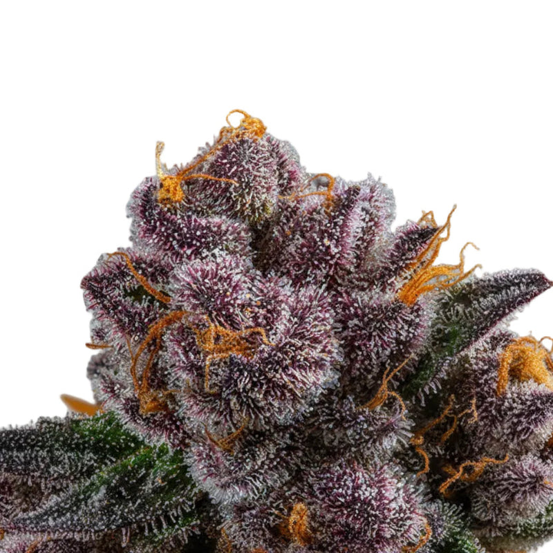RED STRAWBERRY BANANA AUTO GRANEL GRANELSEEDS-3