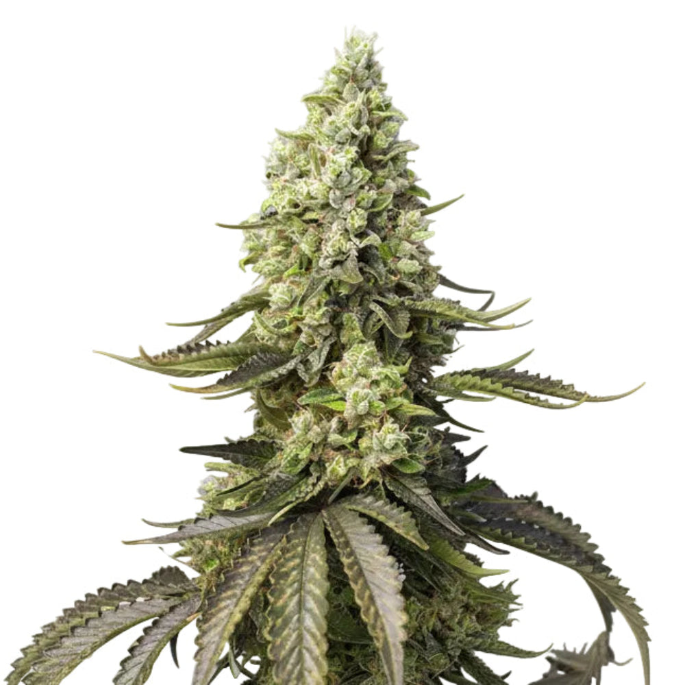 RUNTZ XL AUTO GRANELSEEDS-1