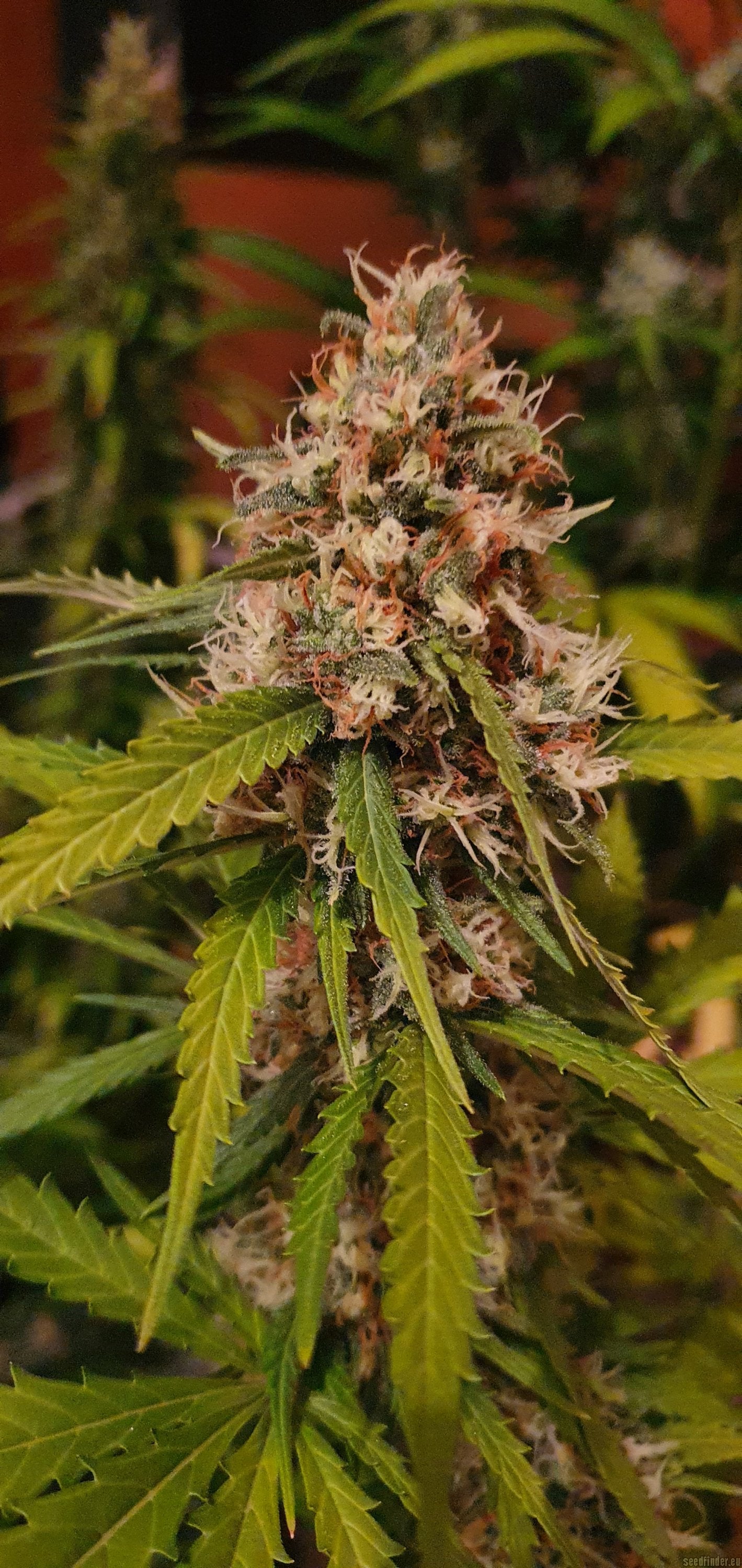 SHERBET QUEEN FEM X1 ROYAL QUEEN SEEDS