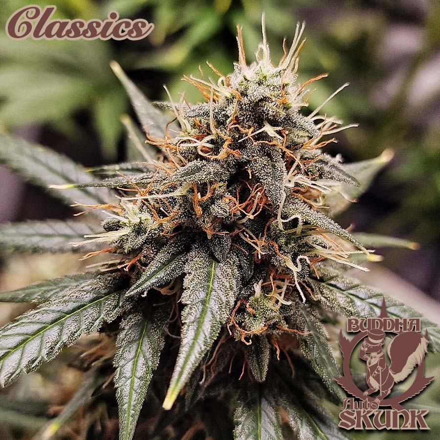 BUDDHA AUTO SKUNK CLASSICS 3+1 BUDDHA SEEDS-3