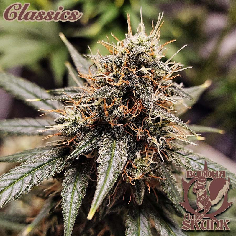 BUDDHA AUTO SKUNK CLASSICS 3+1 BUDDHA SEEDS-3