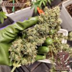 BUDDHA AUTO SKUNK CLASSICS 3+1 BUDDHA SEEDS-2