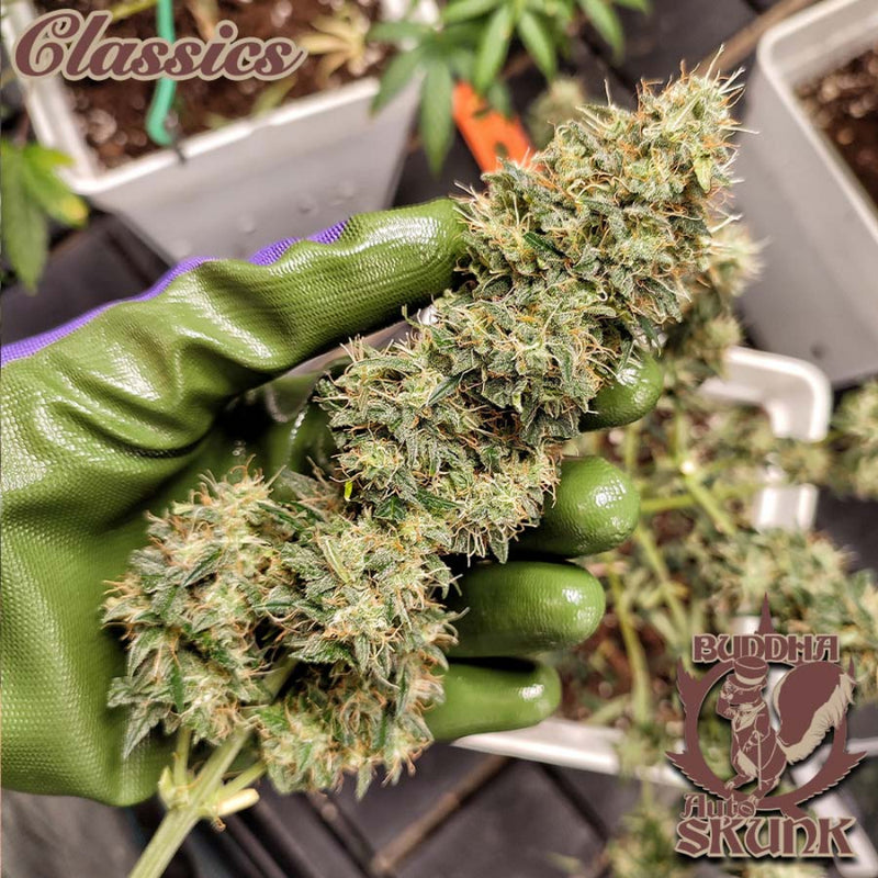BUDDHA ASSORTED AUTO CLASSICS X10 - BUDDHA SEEDS-4