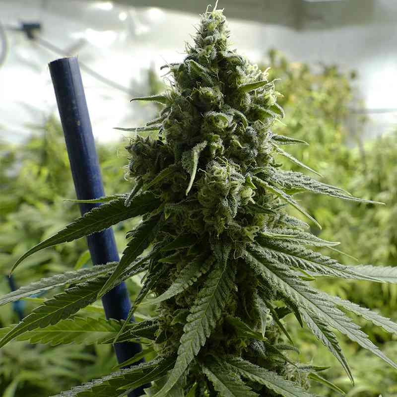 SUPER LEMON HAZE FEM X100 BSF SEEDS-3