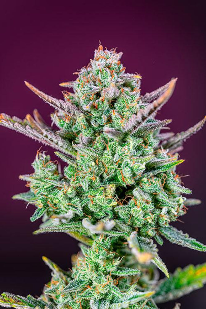 SWEET MIMOSA XL AUTO X3+1 - SWEET SEEDS