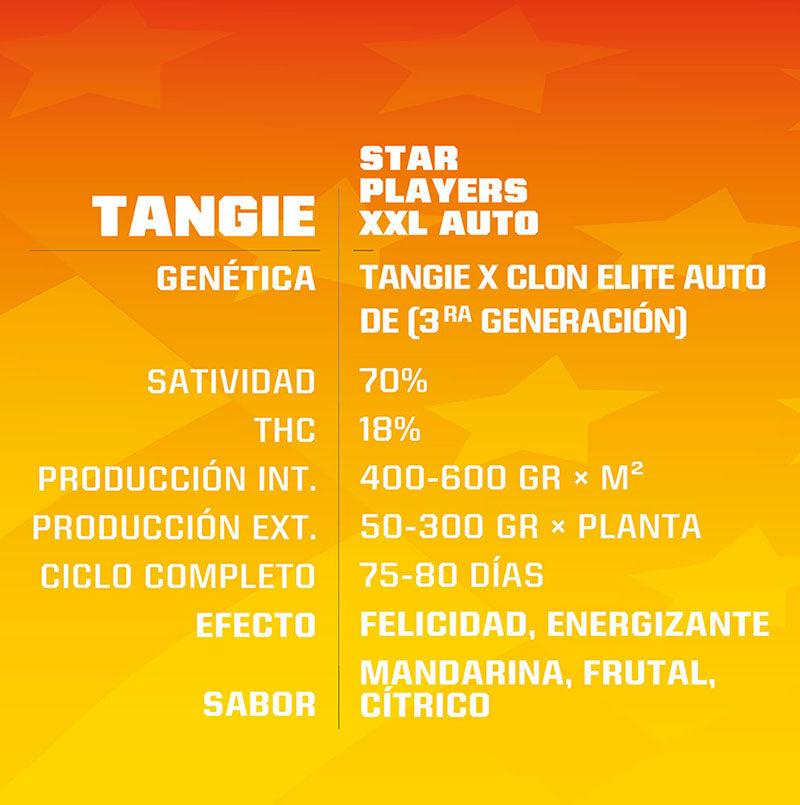 TANGIE XXL AUTO X2 BSF SEEDS-2
