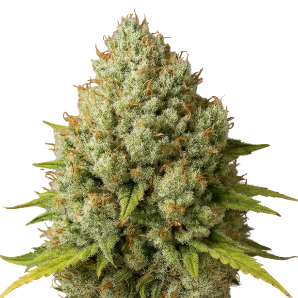 TANGIE GRANELSEEDS-2
