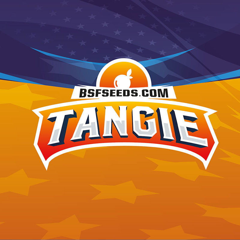 TANGIE XXL AUTO X4 BSF SEEDS