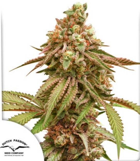 TROPICAL TANGIE X3 FEM DUTCH PASSION