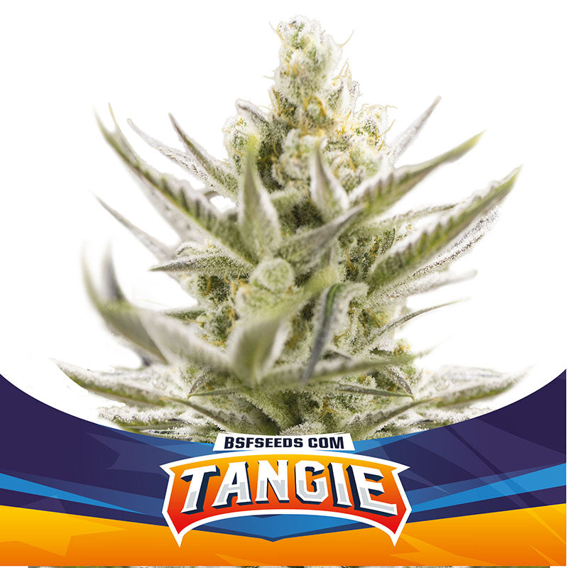 TANGIE XXL AUTO X12 BSF SEEDS-1