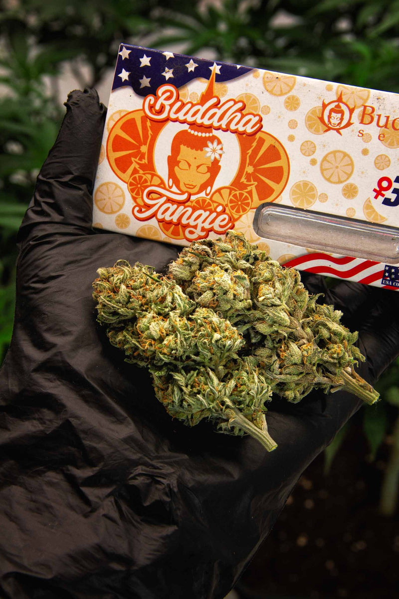 TANGIE AUTO X3 BUDDHA SEEDS-4