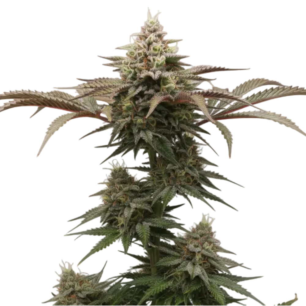 THE NEW FAST GRANELSEEDS-3