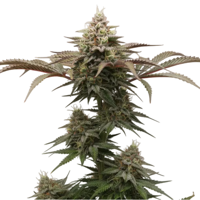THE NEW FAST GRANELSEEDS-3