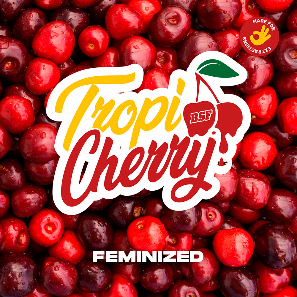 TROPICHERRY FEM X12 BSF SEEDS