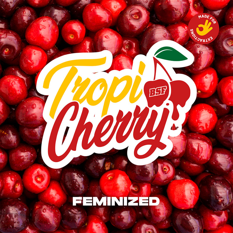 TROPICHERRY FEM X12 BSF SEEDS-3