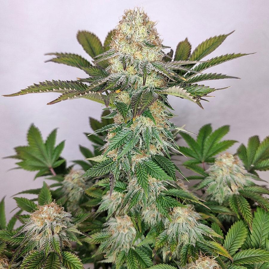 WEDDING CHEESECAKE FEM X3 BUDDHA SEEDS
