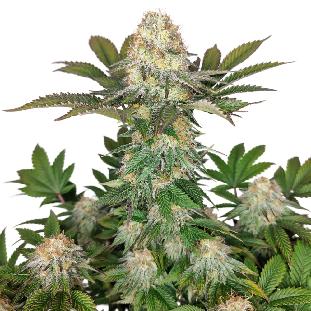 WEDDING CHEESECAKE FEM X3+1 - BUDDHA SEEDS