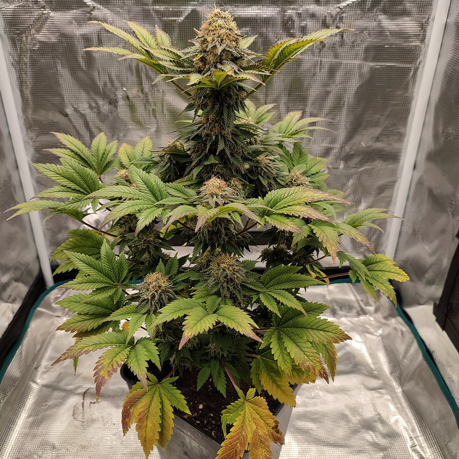 WEDDING CHEESECAKE FEM X3 BUDDHA SEEDS