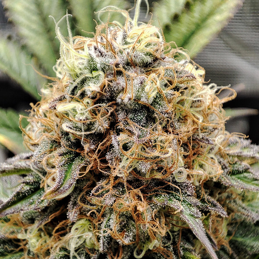 WEDDING CHEESECAKE FEM X3 BUDDHA SEEDS