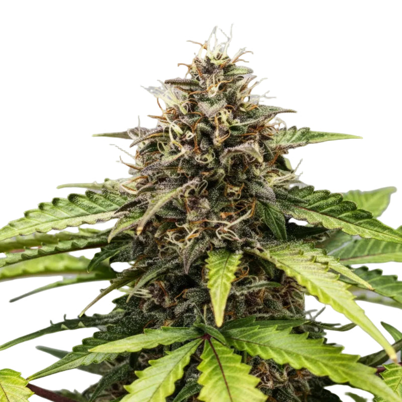 White Widow Auto GRANELSEEDS-1