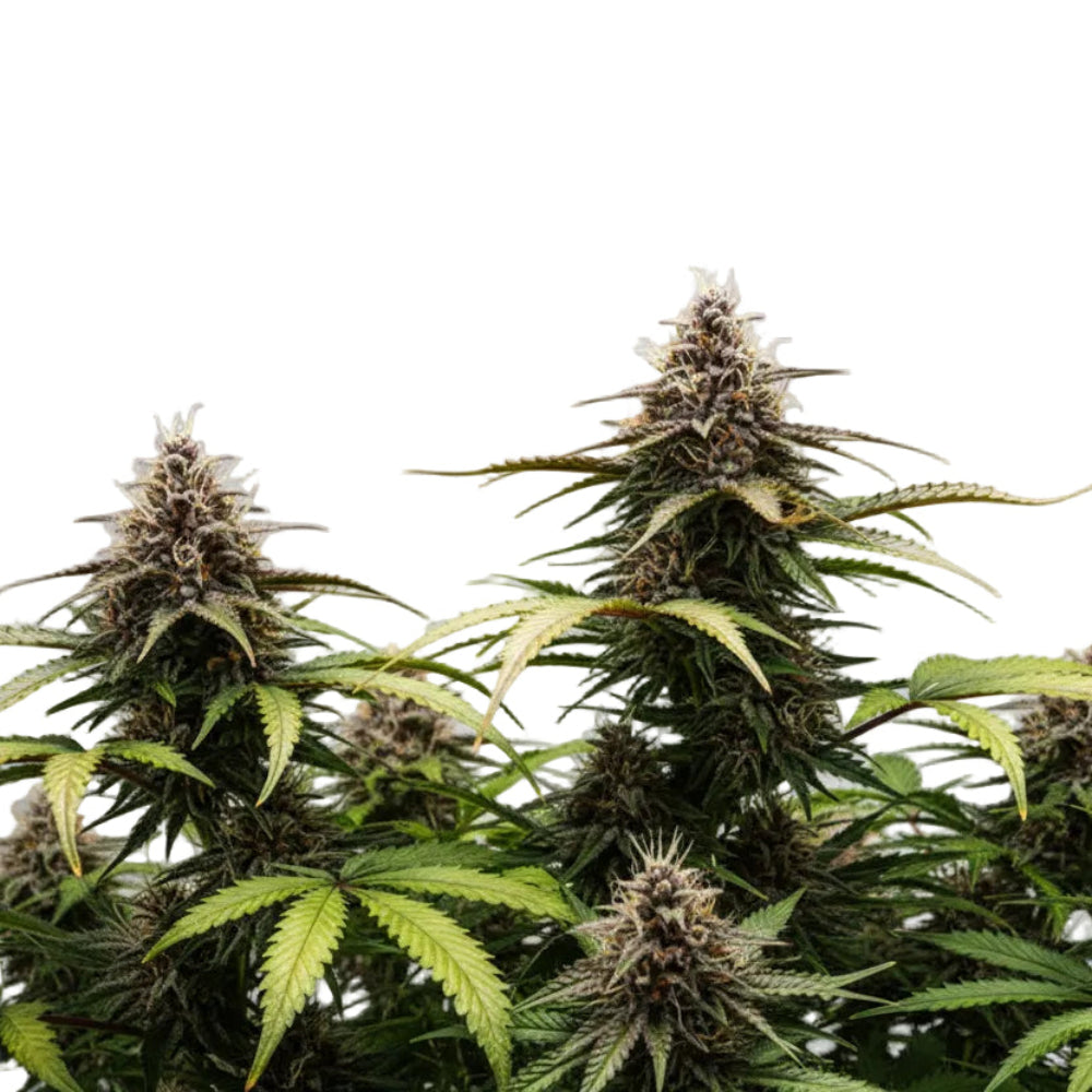 White Widow Auto GRANELSEEDS-2