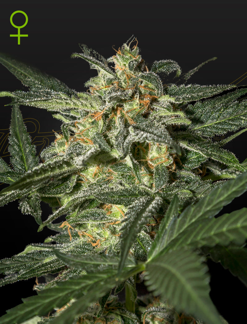 WHITE WIDOW AUTO X1 GREEN HOUSE SEEDS-1