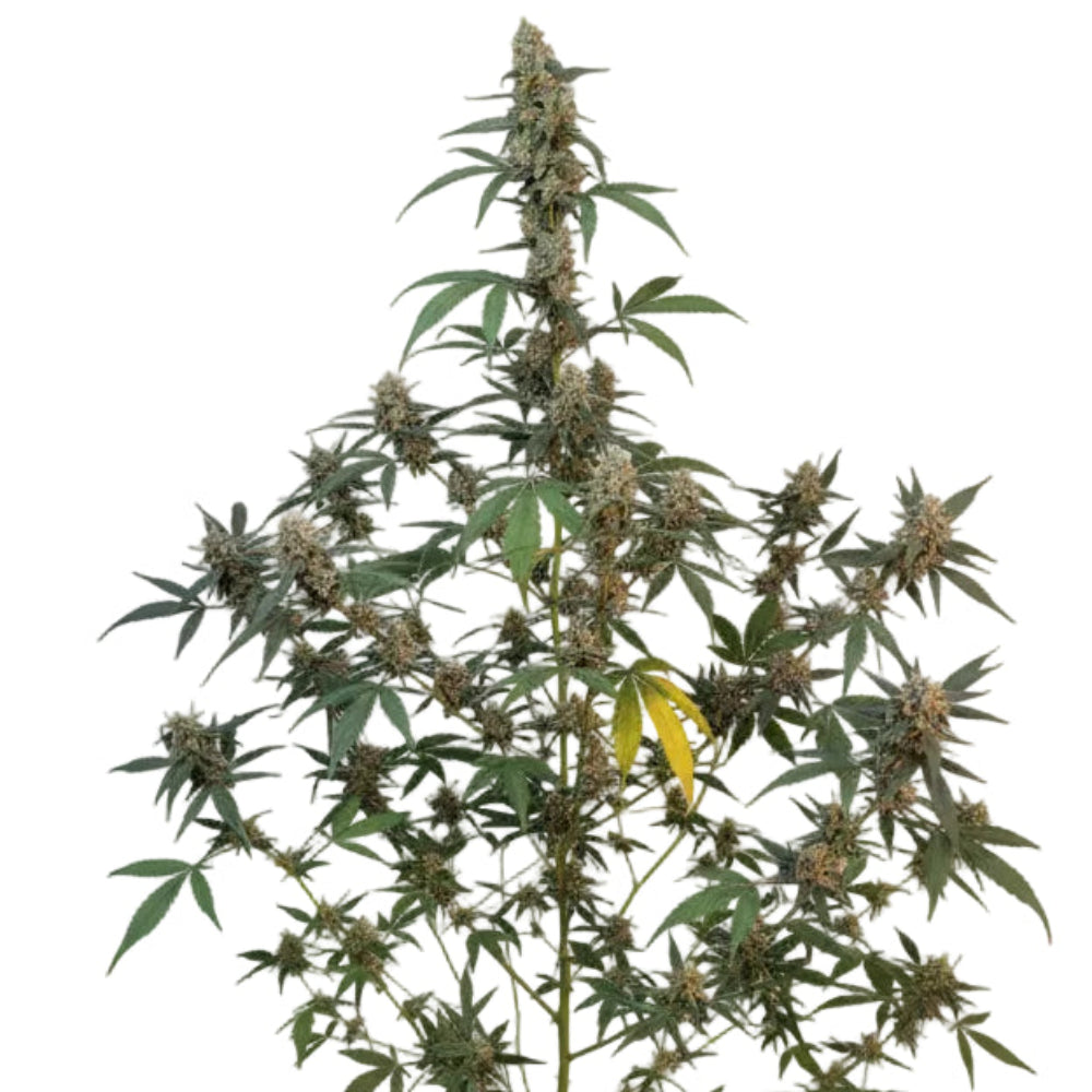 BUBBLE GUM AUTO - GRANELSEEDS-2