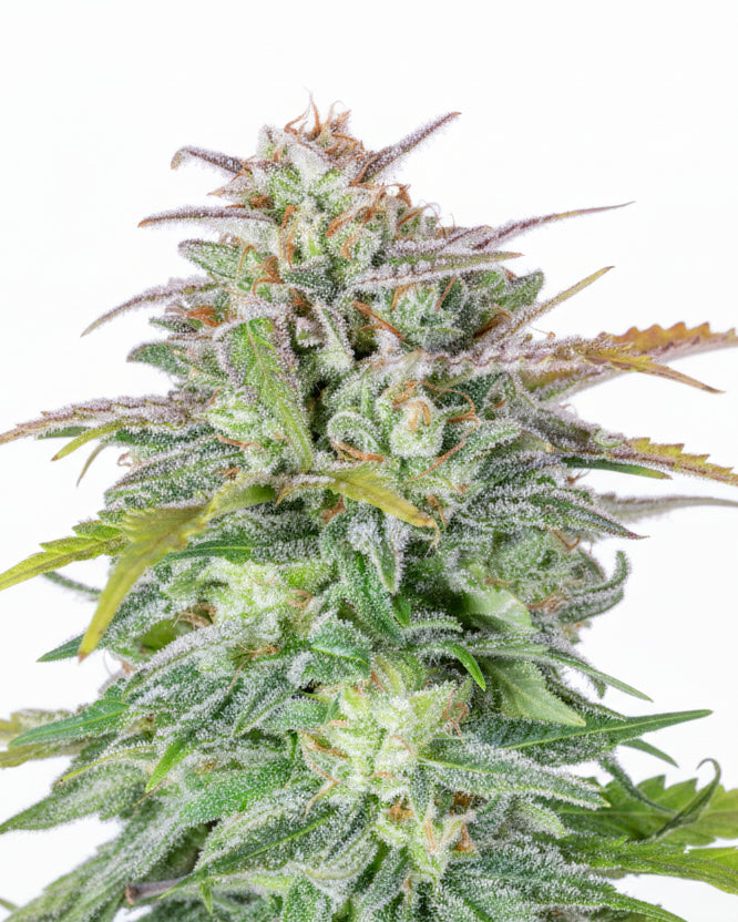 AFGHAN AUTO GRANELSEEDS