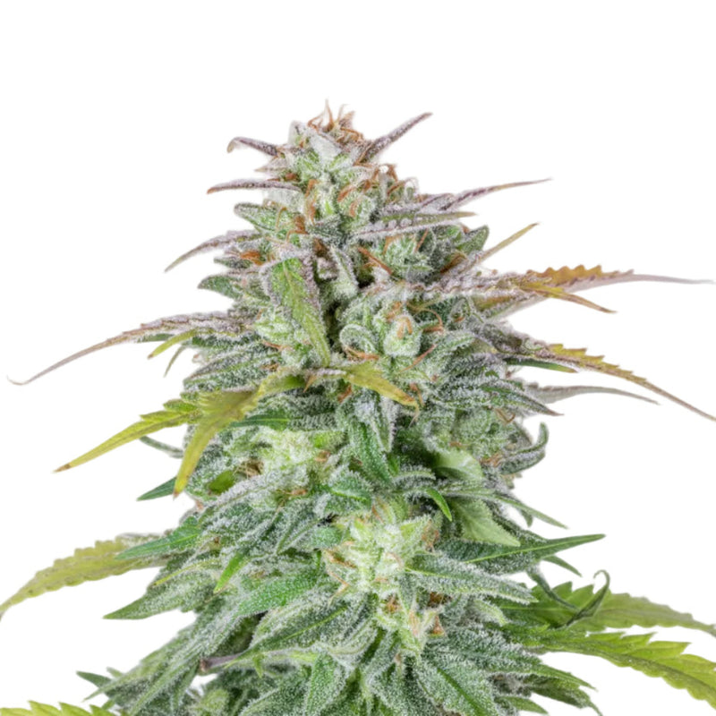 AFGHAN AUTO - GRANELSEEDS-1