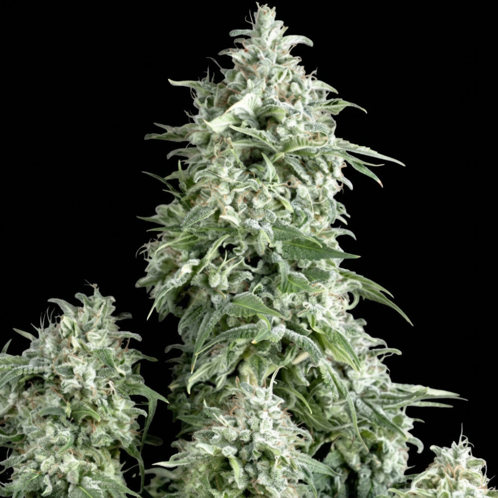 ALPUJARREÑA AUTO X3+1 - PYRAMID SEEDS-1
